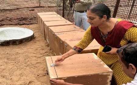 1100 किलोमीटर दूरी तय कर 20 गिद्धों को लाया गया वन विहार उद्यान